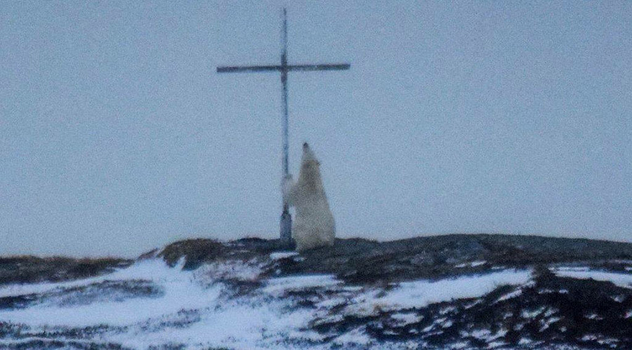 Paws for reflection: Polar bear captured 'praying' next to cross (PHOTOS)