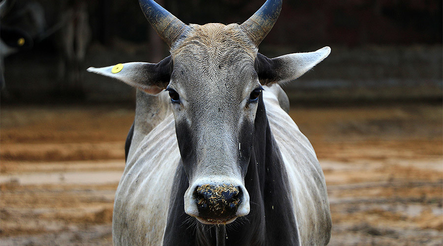 Holy cow! Butchers face life sentence in India for slaughtering sacred animal