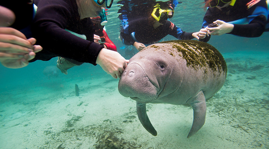 Oh the Hu-Manatee! Sea cows removed from endangered species list, still at risk