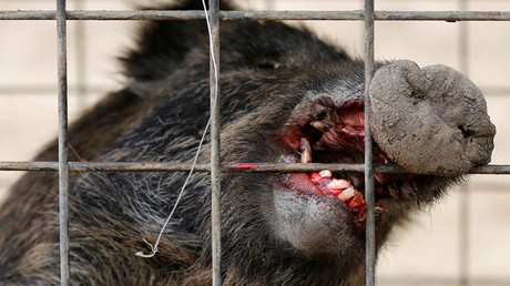 300 boars have been killed so far. © Toru Hanai