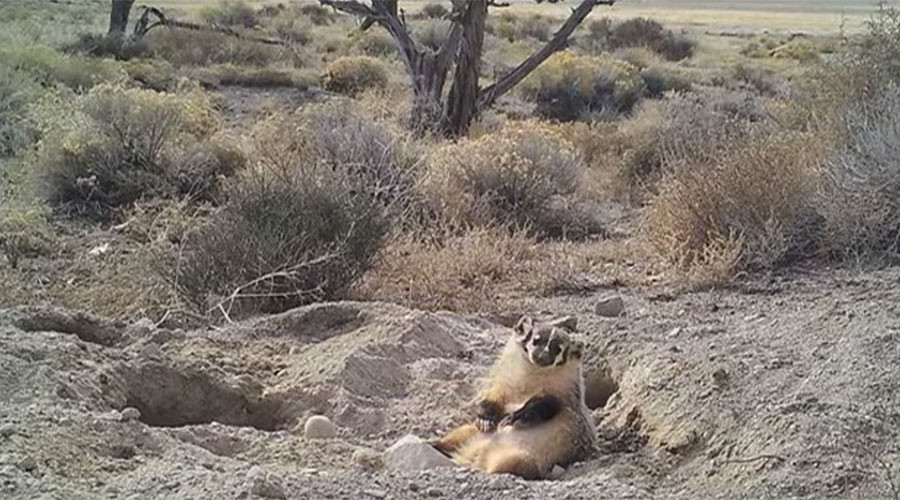 Holy cow: Badger filmed burying entire bovine in the desert (VIDEO)