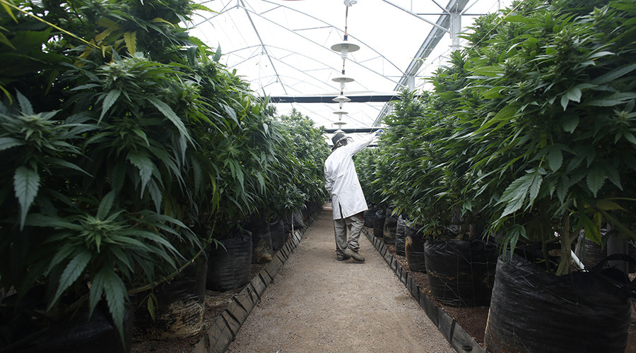 4 governors ask Trump admin to chill out on marijuana enforcement
