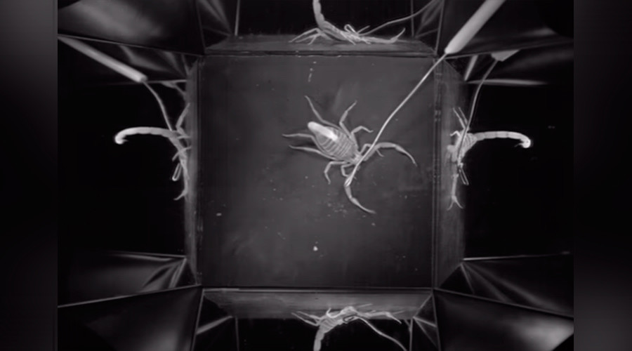 Scorpion with world’s fastest strike captured in menacing detail (VIDEO)