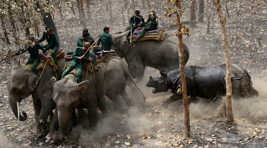 Angry rhino charges at conservationists seconds after release into wild (VIDEO, PHOTOS)