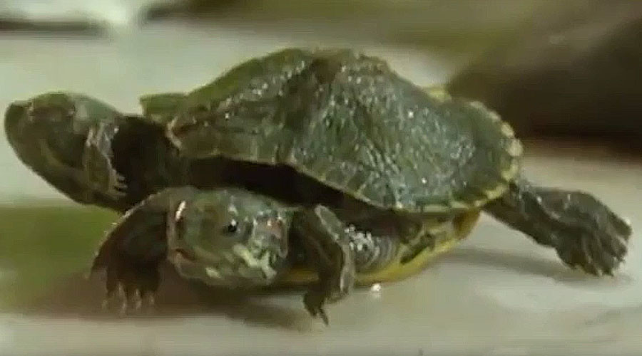 Cowabunga! Real life mutant turtle with 2 heads & 6 legs found in Chinese pet shop (VIDEO)