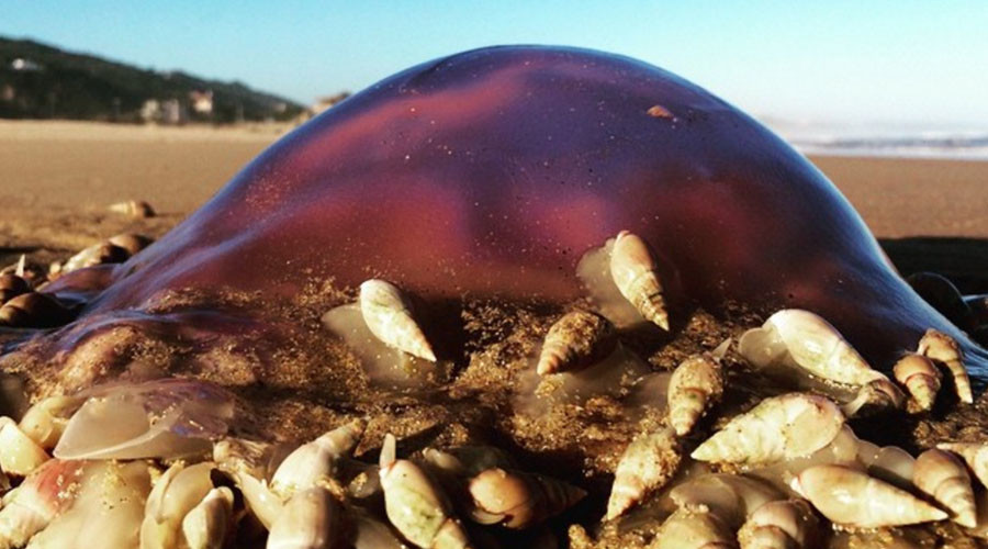 Alien-like sea snails feast on the carcasses of dead blue jellyfish (VIDEO, POLL)