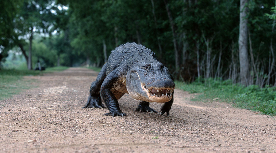 ‘Mama gator’ filmed with 16 babies strutting across golf course (VIDEOS)