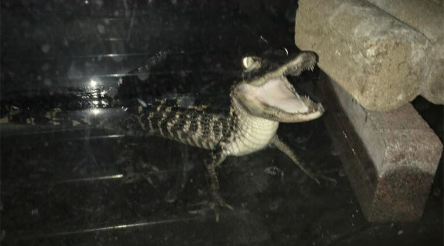 ‘Croc’ cocaine: Gun, drugs & caiman uncovered in NYPD bust (PHOTOS)