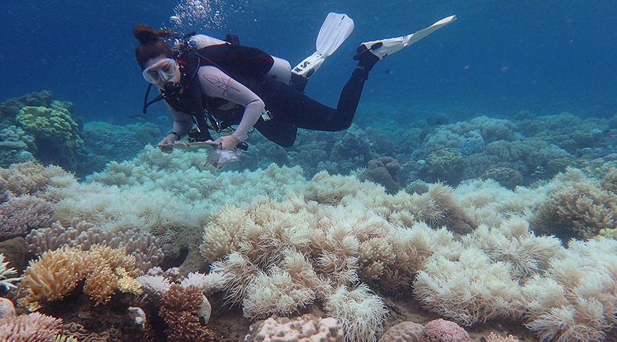 ‘Severe’ bleaching of Great Barrier Reef causes catastrophic damage