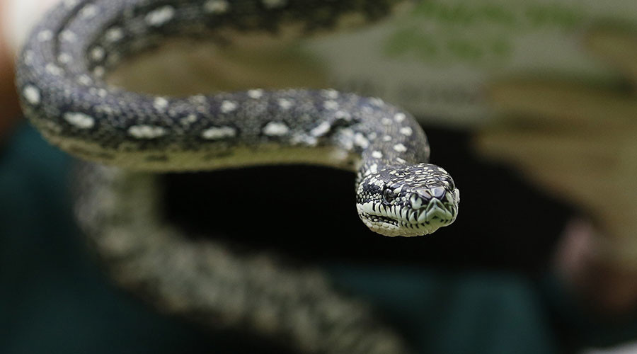 Python goes to rehab: Meth addicted snake ready to re-enter society after ‘drying out’