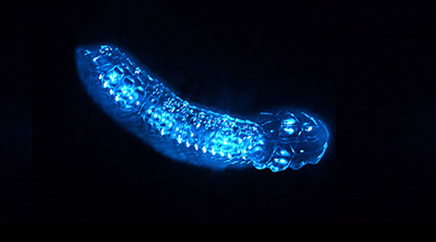 Deep sea survey expands known range of light-creating marine creatures