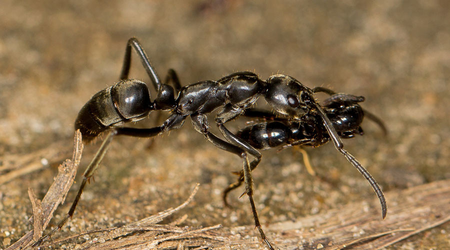 No bug left behind: Ants aid battle-wounded comrades, study says