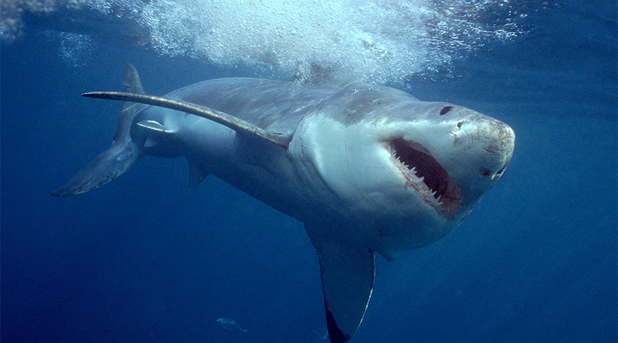 Teenage surfer dies after shark attack off West Australian coast