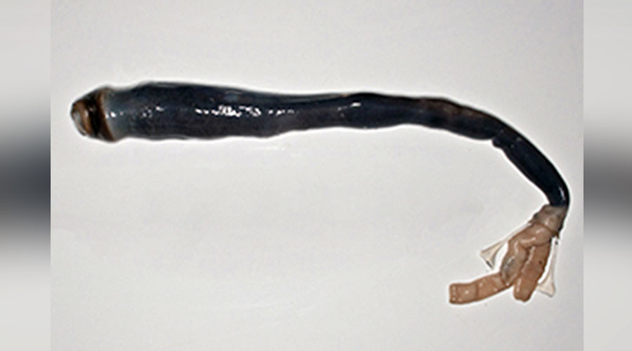 Marvel or monster? Scientists find living specimen of legendary giant shipworm (VIDEO)
