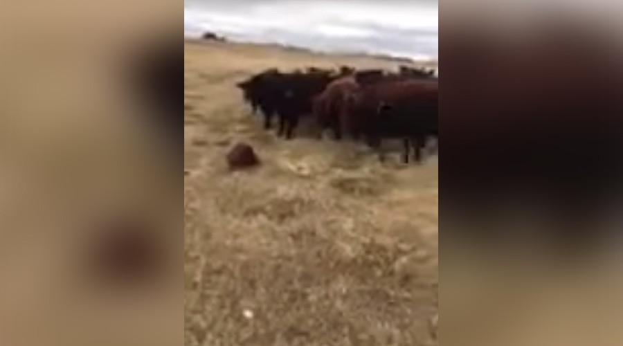 Hot dam! Wayward beaver unintentionally herds 150 cattle in impressive video
