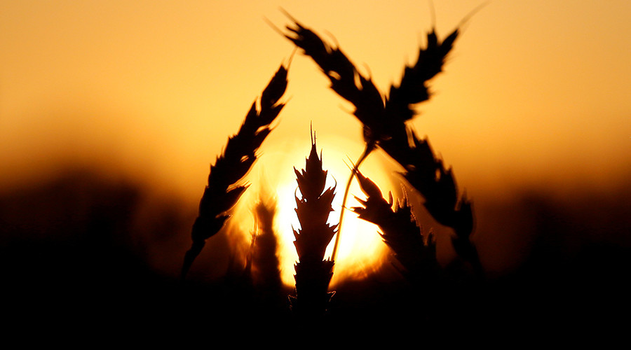 Russia’s agriculture sector booming despite or thanks to intl sanctions