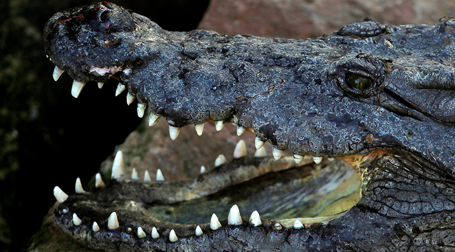 Missing hunter eaten by crocodiles, discovered remains suggest