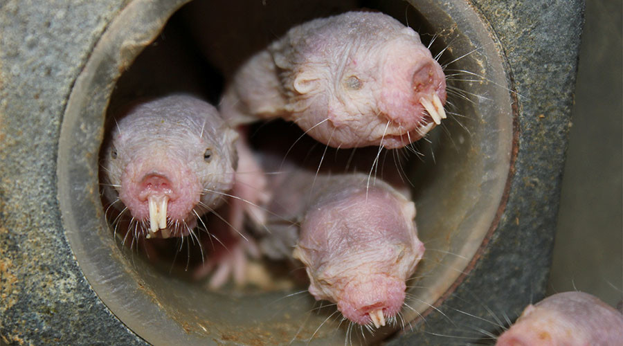 Naked mole-rats can go without oxygen for 18 mins by ‘turning themselves into plants’ – study