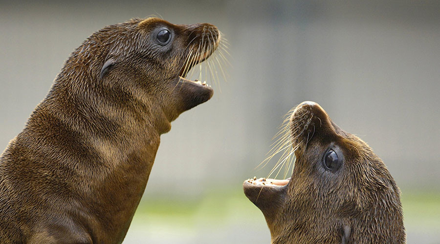 Algae toxin killing marine mammals along California coast