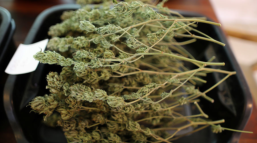 ‘The ban on cannabis is wrong’: Swiss group launches campaign to make weed legal