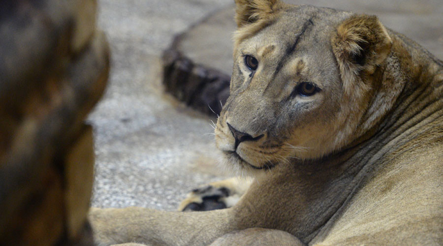‘Just a scratch’: Lion attacks 15yo in middle of Russian city