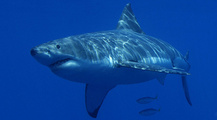 Jaws attacks: Great white shark chows down on carcass of humpback whale (VIDEO)