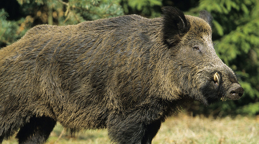 Rampaging wild boars kill 3 ISIS terrorists in Iraq