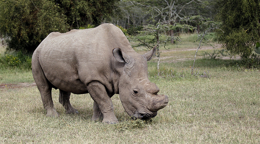 Horny beast joins Tinder to raise awareness for ailing white rhino population