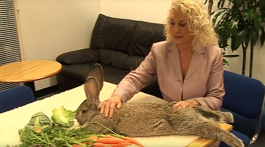 Giant rabbit dies mysteriously on board United Airlines flight