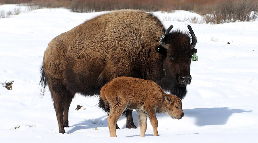 First wild bison calves born at Canadian park after 140 years