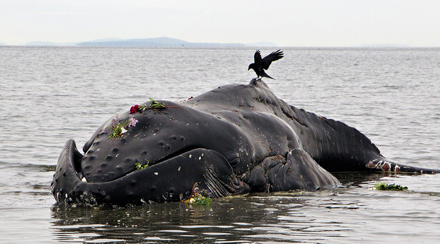 Mysterious spike in humpback whale deaths on Atlantic Coast