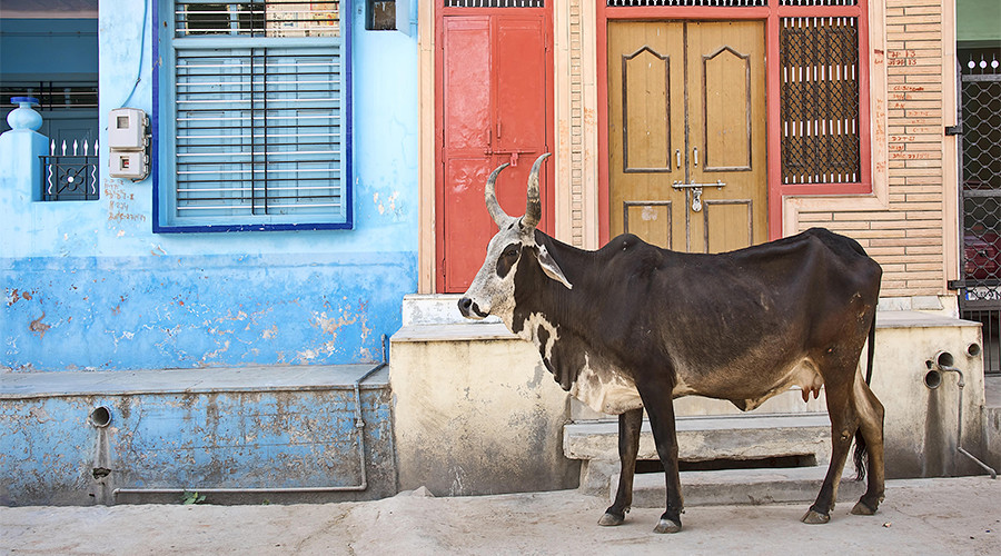 India should prosecute ‘cow vigilantes’ for brutal attacks on Muslims & ‘untouchables’ – HRW