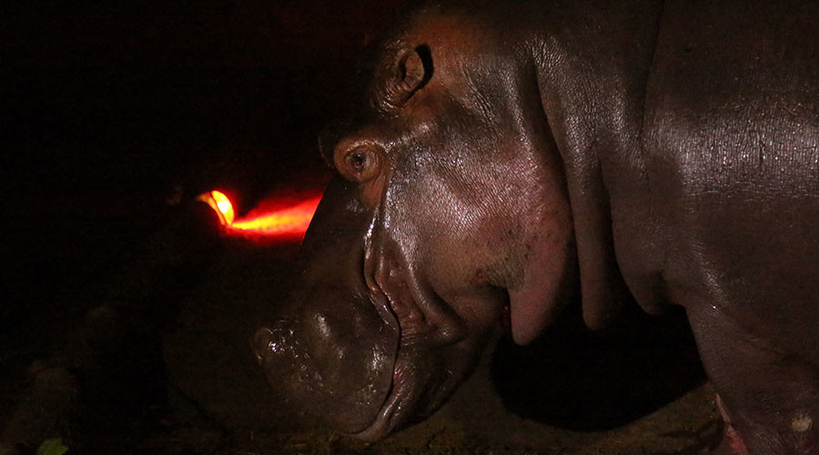 ‘Suspicious deaths’ at El Salvador zoo under investigation – state prosecutor