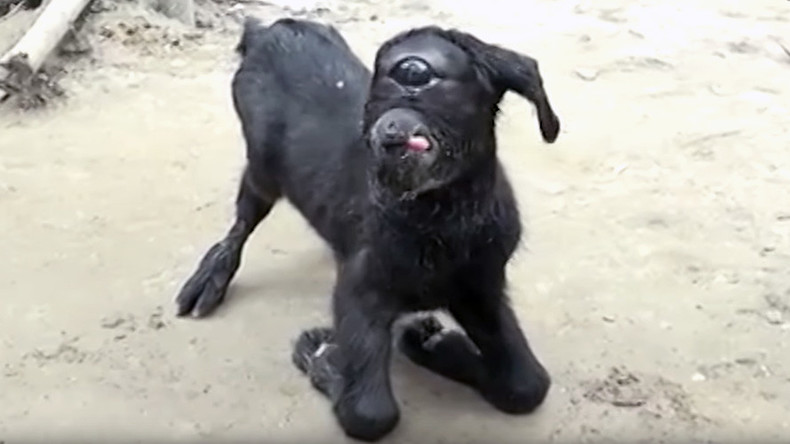 â€˜Like a miracleâ€™: Crowds flock to see one-eyed â€˜cyclopsâ€™ goat (VIDEO