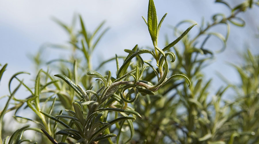 Whiff of rosemary helps you score better in exams – study