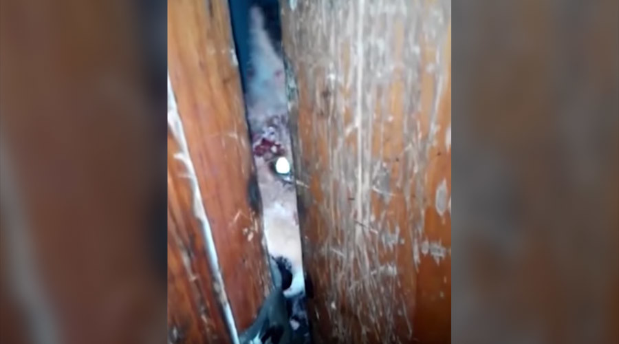 What the fox? Zombie-looking predator gnaws its way into a Russian home (VIDEO)