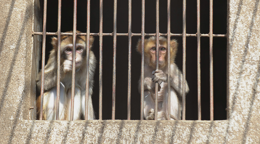 Zoo with 500 dead animals to get new license