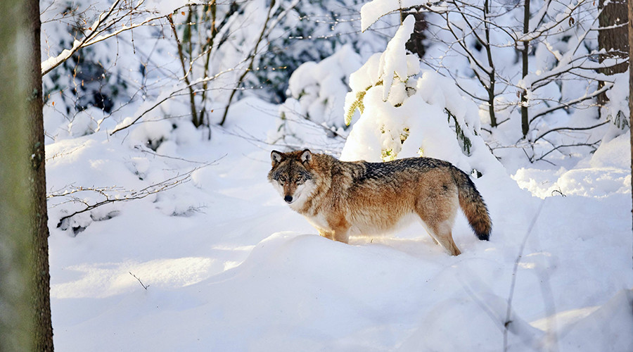 Great migration: Female wolf found to have travelled 500km to settle in rural Denmark