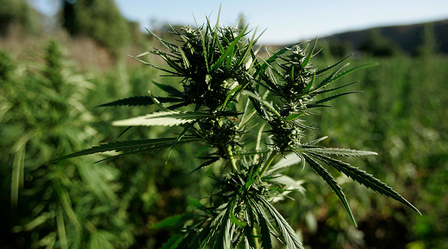 Daily dose of cannabis extract could help memory in old age - study
