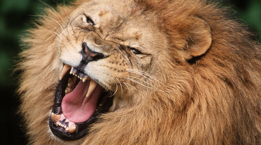 Circus lion savages tamer as horrified audience flees arena (GRAPHIC VIDEO)