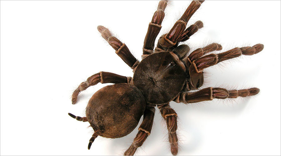 Giant bird-eating tarantula found abandoned on Leicester street