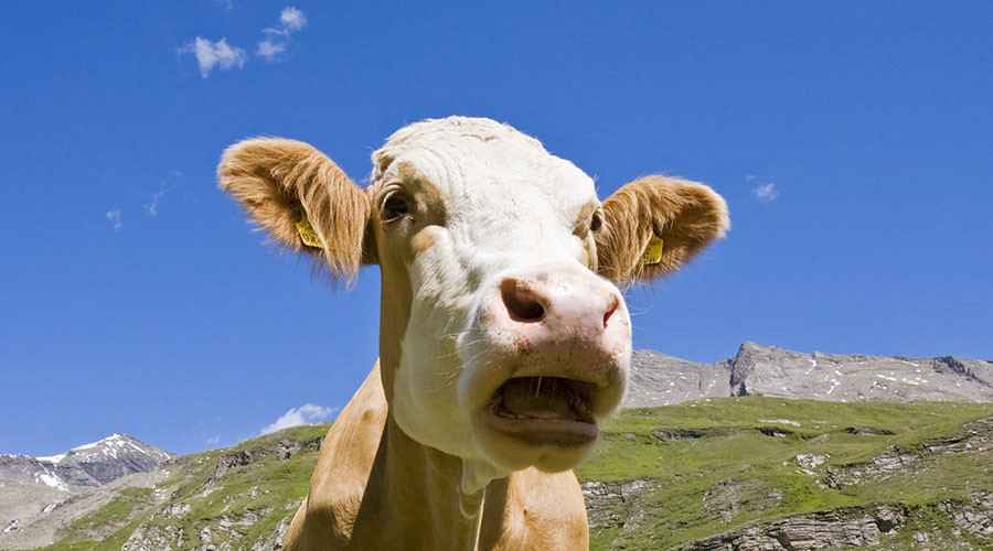 Police launch helicopter hunt for cow sex attacker