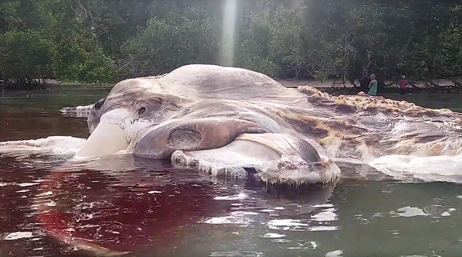 Monster carcass origins cause utter confusion in Indonesia (VIDEO & PHOTOS)