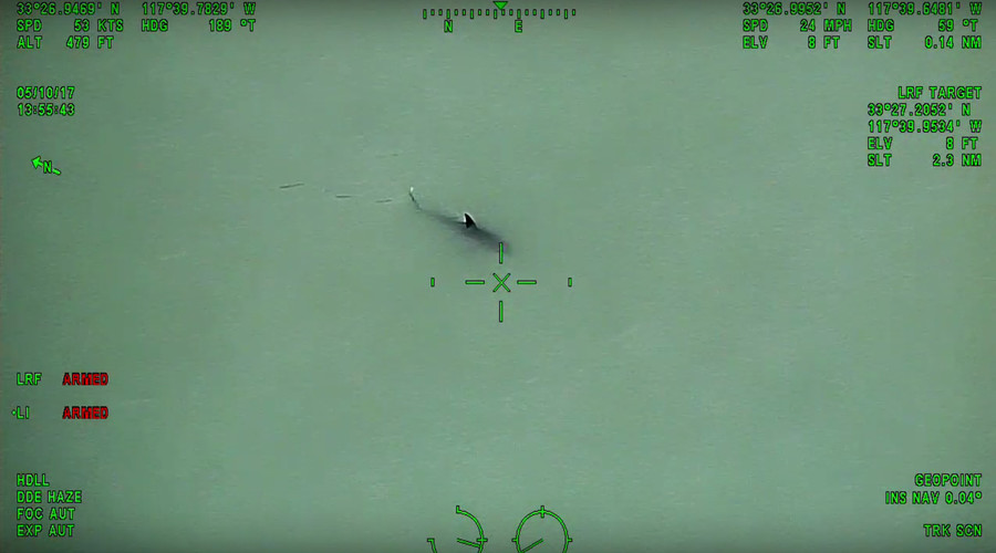 ‘You’re paddleboarding next to 15 great white sharks’: Police issue chilling warning (VIDEO)