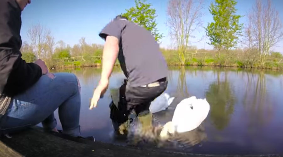 Animal rescuer tackles swan in daring fishhook rescue (VIDEO)