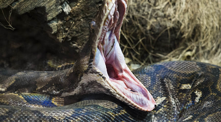 Florida's python hunters catch a monster in the Everglades (VIDEOS, PHOTOS)