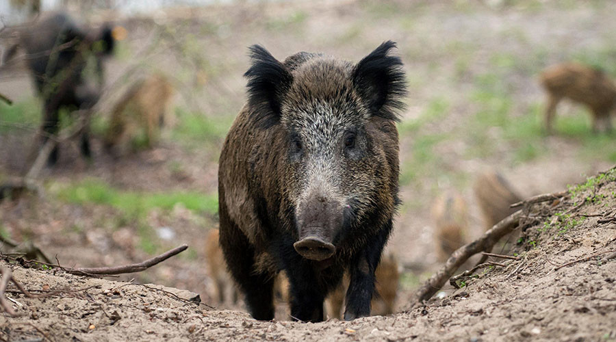British diplomat chased by ‘massive’ wild boar in Austria