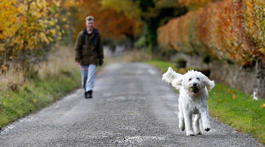 Barking mad? Dogs can ‘talk’ to humans – study