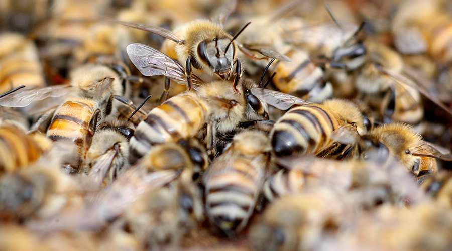 Thought your commute was bad? Swarm of bees descends on rush-hour London