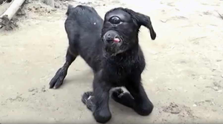 ‘Like a miracle’: Crowds flock to see one-eyed ‘cyclops’ goat (VIDEO)